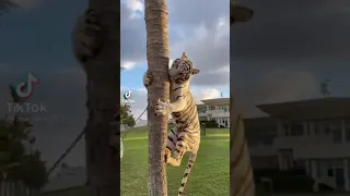 تعرل تربي نمر 