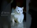 Download Lagu kucing tik tok lawak Dan lucu bercakap ketawa