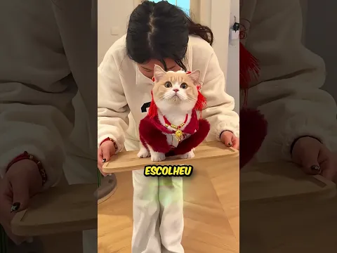 Qual é o melhor gatinho?