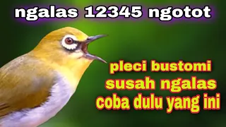 Download Pleci Bustomi Ngalas 12345 Pancingan Pleci Susah Ngalas Biar Gacor MP3