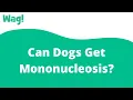 Can Dogs Get Mononucleosis Wag