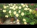 Peach Avalanche Rose
