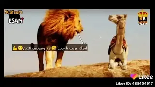 حكمه اسد وقال للجمل 