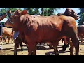 Download Lagu 15 juta !! Limousin Calon 1 TON !! Sepi Pembeli Bakule Pusing !! Pasar Sapi Tuban 