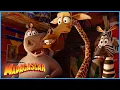 Melman Being Melman DreamWorks Madagascar