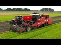 Oogst van Parijse wortelen, bij Lingbeek Agro Nieuwe Pekela.