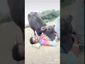 Buffalo and owner love