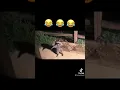 Download Lagu Raccoons caught on camera