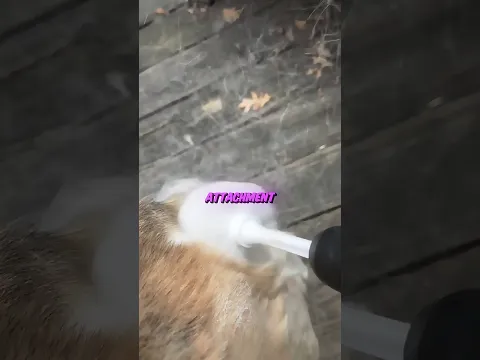 Brush Your Dog As Fast As Possible 😱🥹