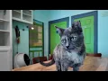 Cat cafe to celebrate 1 000th adoption