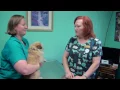 AVAC Rabies Vaccination