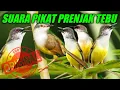 Download Lagu Suara pikat prenjak tebu, positif ngumpul semua MP3