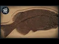 Was Darwin Right The Science Behind Evolution Explained