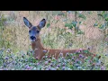 Download Lagu Metsäkauris loikkii pellolla (Capreolus capreolus) - Rådjur - Roe Deer | Canon SX70 HS, 12.8.2025