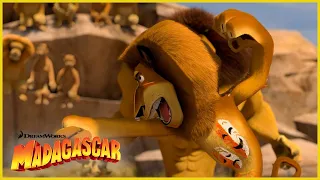 ¡Alex debe pelear! 🥊 | DreamWorks Madagascar en Español Latino