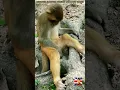 Lagu Annoying Sleeping Monkey with Fart Sound #monkey #fart #shorts