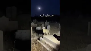 قطة تتكلم وتذكر اسم الله 