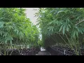 Missouri sees more than 140 medical cannabis dispensaries open in under a year