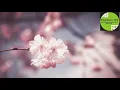 Download Lagu Surah Yaseen,Surah AL Rahman,Surah AL Mulk \u0026 Surah Waqia by Mishary Rashid Al- Afasy