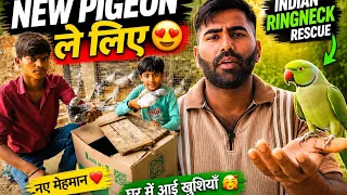 new bird entry foryou pigeon kabootarloft05 kabootar kabutar pets petsvlog vlog 