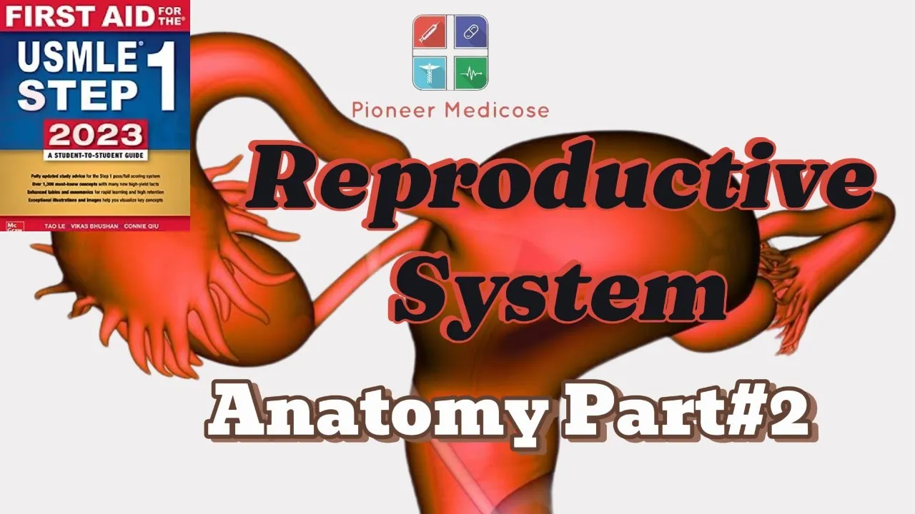 Anatomy/Genitourinary trauma of Reproductive System from first aid |part 2|USMLE|Urdu/#hindimedical