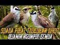 Download Lagu SUARA PIKAT TRUCUKAN RIBUT | DIJAMIN NGUMPUL SEMUA