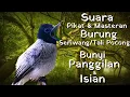 Download Lagu Suara Burung Seriwang Asia Gacor/Tali Pocong Unik \u0026 Langka || Untuk Pikat Pancingan \u0026 Masteran
