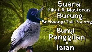 suara burung seriwang asia gacor tali pocong unik u0026 langka untuk pikat pancingan u0026 masteran