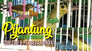 pijantung 3 jenis pinjatung yang sangat bagus untuk masteran burung kicau 