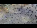 Beyhude - Katakulli