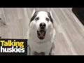 Hilarious Talking Huskies Compilation Huskies are Awesome