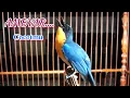Download Lagu Tledekan/sulingan/sikatan bakau nonstop bongkar isian