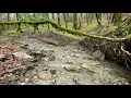 Gentle sounds of a forest stream with birdsong. Sounds of nature for sleeping and relaxing.