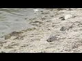 Newest red tide report shows medium concentration off Sarasota coast