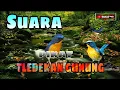 Download Lagu Suara Pikat Dan Masteran Burung Tledekan Gunung(Paling Ampuh Terbaru 2022)
