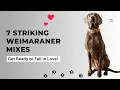 Weimaraner Mixes 7 Striking Crossbreeds You love