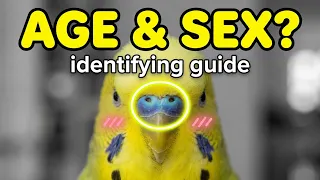 How to AGE and SEX Your Budgie? Identify Male or Female