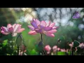 Lagu 1 Hour Lotus Pier - The Lotus Dock  - The Untamed OST  Yunmeng Jiang Sect | Musique Relax「LOTUS ♪」