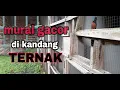 Download Lagu Murai gacor di kandang ternak @Putrabreeder_channel