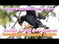 Download Lagu masteran burung beo rekomendasi buat beo bahan atau yg macet bunyi agar kembali gacor@suryabeo