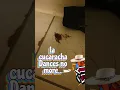Download Lagu How to kill la cucaracha