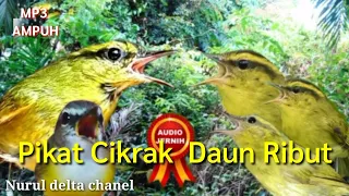 suara pikat burung cikrak daun pare pare ribut