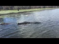 Alligator in Lake Martin Louisiana