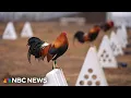 This is rooster country Oklahoma farmer recalls cockfighting days