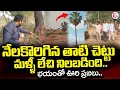 Lagu Fallen Palm Tree Stands Up Again | నేలకొరిగిన తాటి చెట్టు మళ్ళీ లేచి నిలబడింది|@sumantvdigitallive
