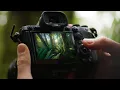 Download Lagu Cara Memotret Lanskap Hutan yang Kompleks