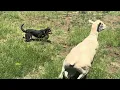 Forbes Working Dog Auction 2026 Kraken Party Trick Lot 3