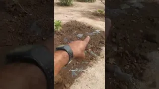 من طرق التخلص من الحشائش 