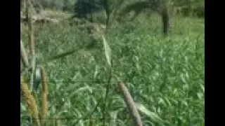 ليت الرباب صاحبي عبدالباسط عبسي دندنها