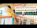 Download Lagu Burung kutilang emas gacor kusus buat pancingan kutilang emas bahan